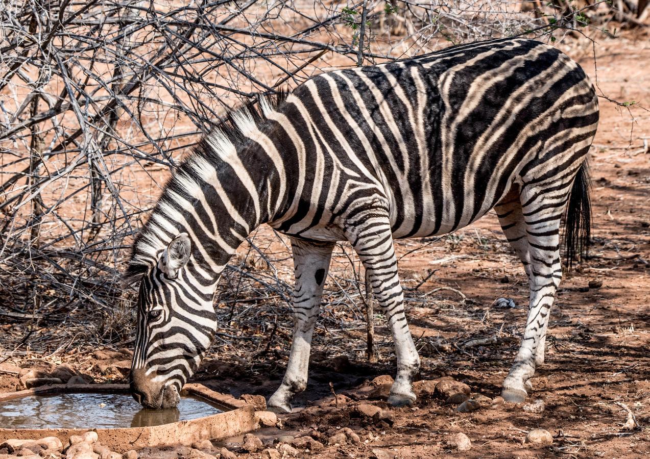Mawusi Bush Lodge Ходспруит Екстериор снимка