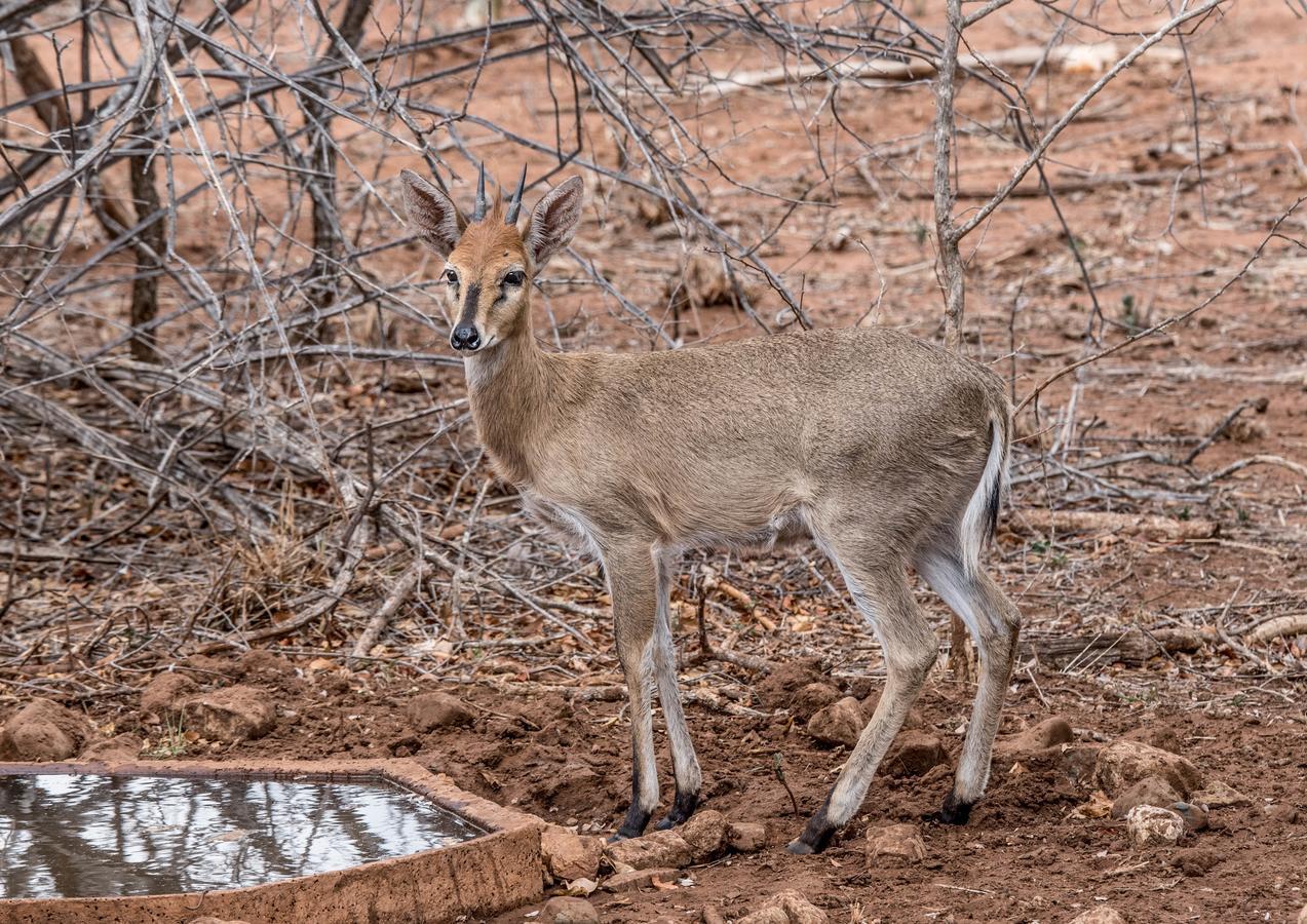Mawusi Bush Lodge Ходспруит Екстериор снимка